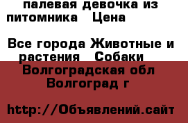 палевая девочка из питомника › Цена ­ 40 000 - Все города Животные и растения » Собаки   . Волгоградская обл.,Волгоград г.